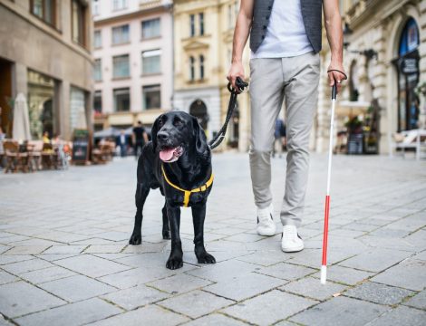 Unrecognizable young blind man with white cane and guide dog in city.